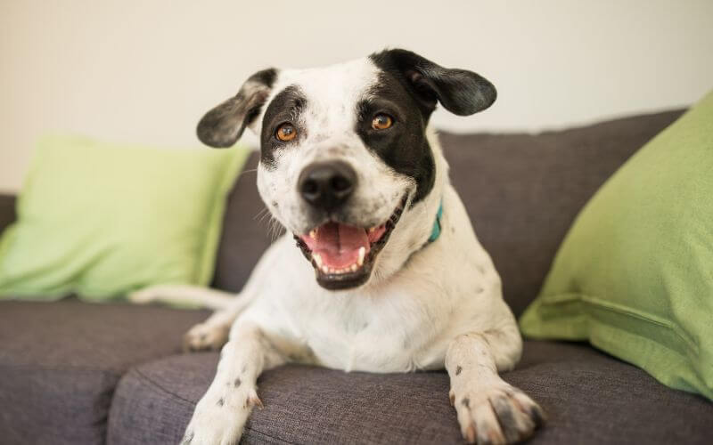 a white and black color dog sitting