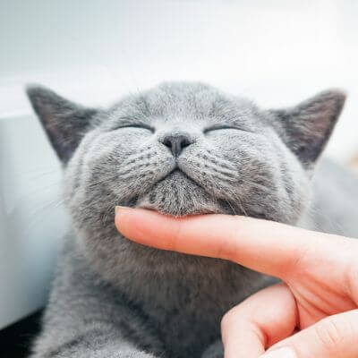 A woman is petting a cat