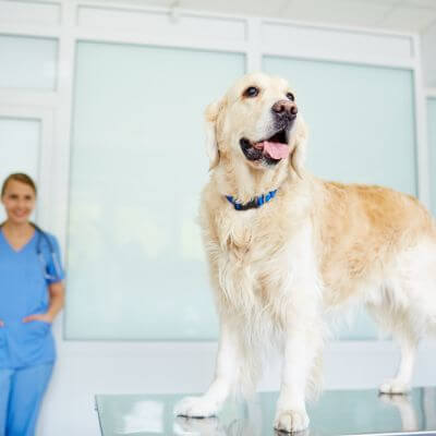 dog at the animal clinic