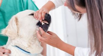 A vet is checking dog teeth