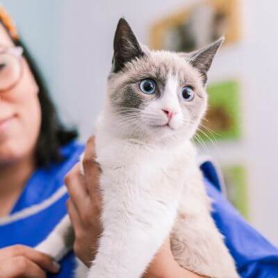 cat at the vet clinic